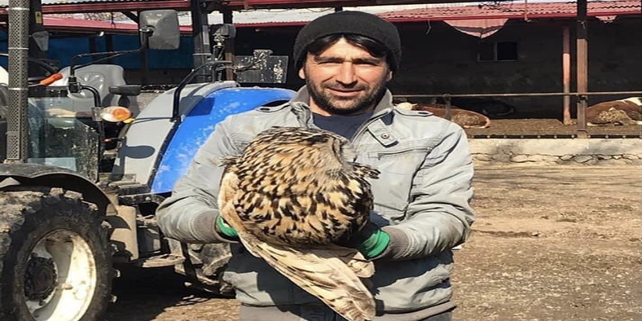 Puhu Yırtıcısı Tedavi Altına Alındı