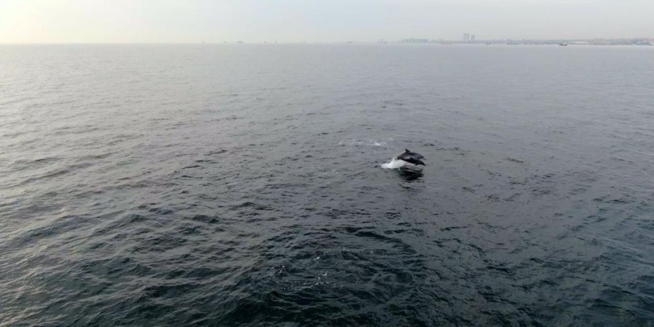 Faturası Yunuslara Çıkartılan Hamsi Yokluğunda Akademik İtiraz