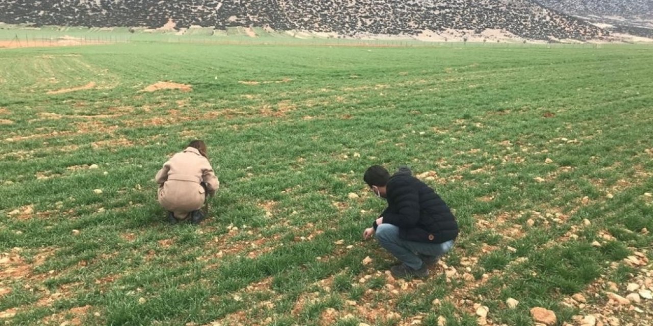 Hububat Alanlarında Hastalık Takibi Ve Kuraklık İncelemesi