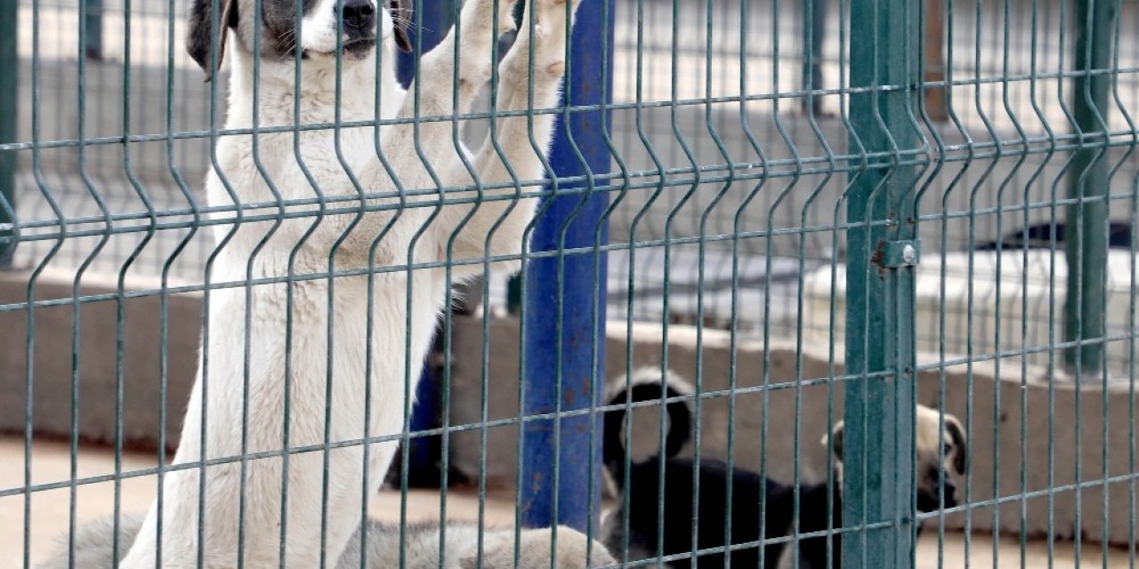 Afyonkarahisar’da Sekiz Yılda 8 Bin Sokak Köpeği Ve Kedisi Kısırlaştırıldı