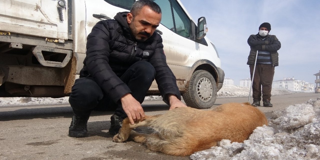 Yüksekova’da Aracın Çarptığı Köpek Tedavi Altına Alındı