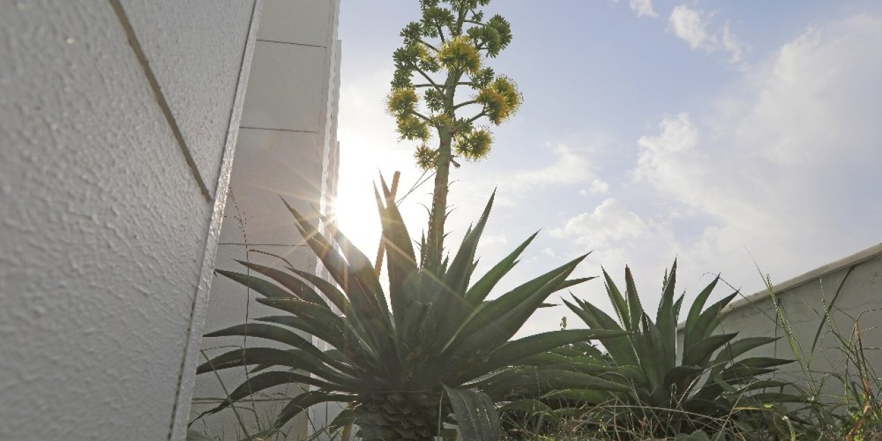Mezitli Belediyesi, ‘agave’ Bitkisini Koruma Altına Aldı