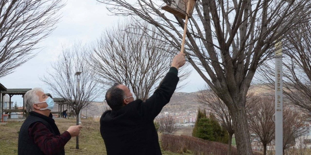Kuş Yuvaları Ağaçlardaki Yerini Aldı
