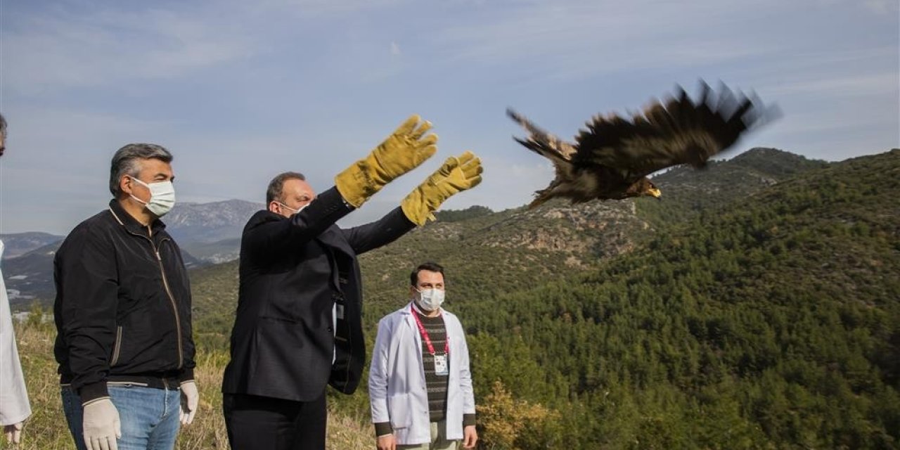 Alanya’da Tedavisi Tamamlanan 2 Şahin Ve Kartal Doğaya Salındı