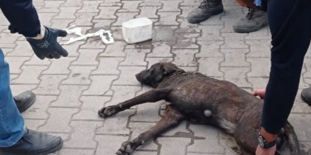 Yaralanan Köpeğin Yardımına Sanayi Esnafı Koştu