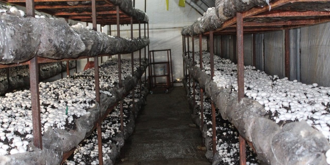 Hibeyle Başladı, Taleplere Yetişemiyor