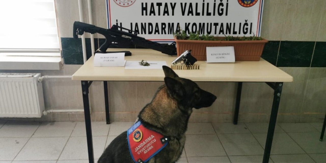 Balkonda Kenevir Yetiştirmiş