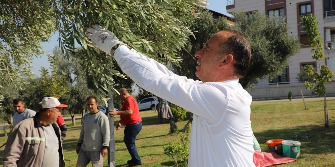 Turgutlu Belediyesi Bin 442 Kilogram Zeytin Yağı Elde Etti