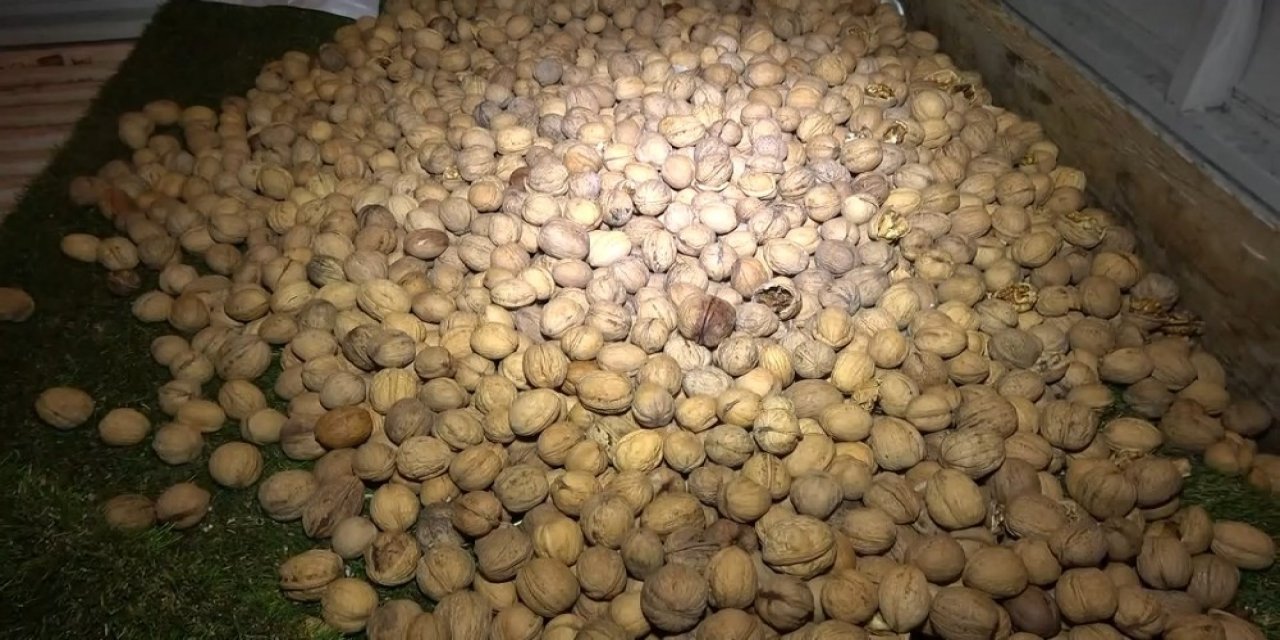 Cevizler Arasında Yarım Kilogram Bonzai Ele Geçirildi