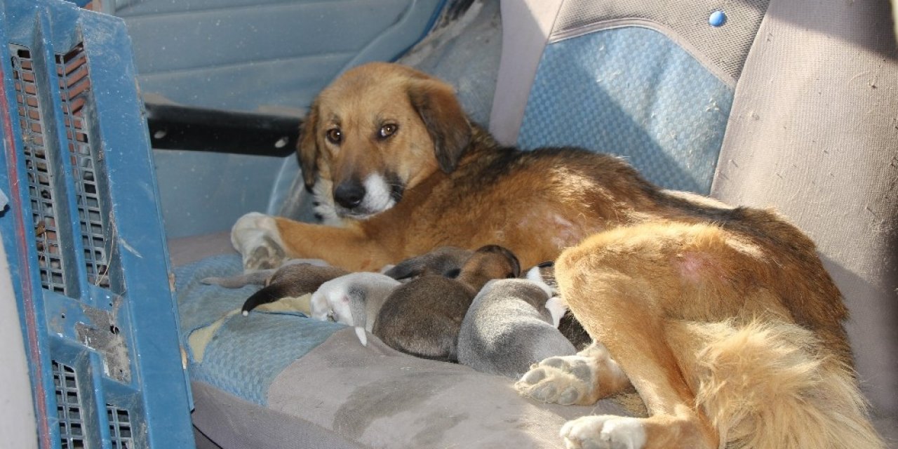 Oto Tamircisi, 7 Köpek Yavrusu Ve Annesine Sahip Çıktı