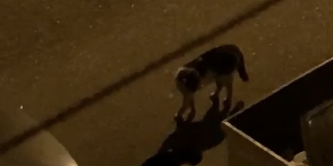 Koçların Kavgasından Sonra Kediler Sahnede