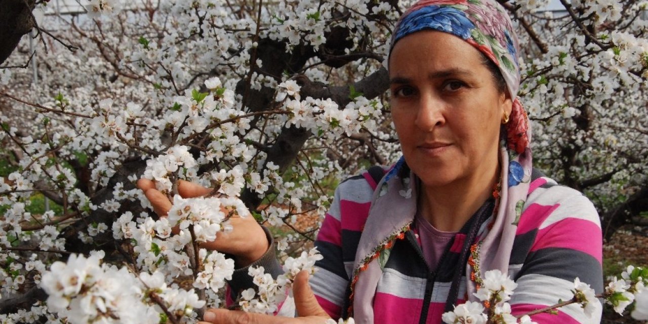 Örtü Altındaki Erik Ağaçları Çiçek Açtı