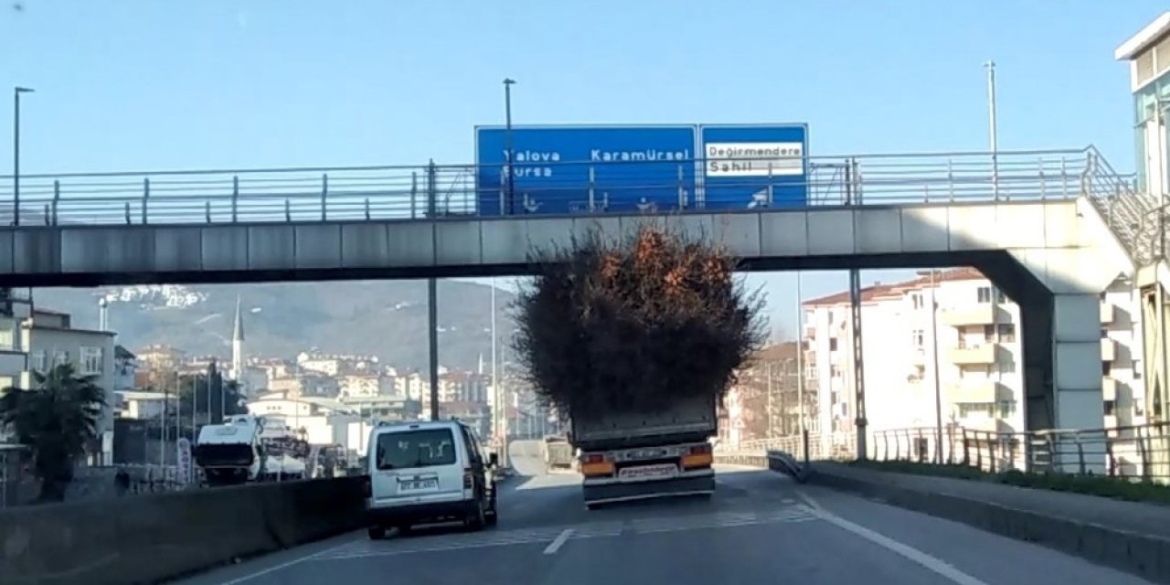 Seyyar Ormanı Andıran Kamyon Görenleri Şaşırttı