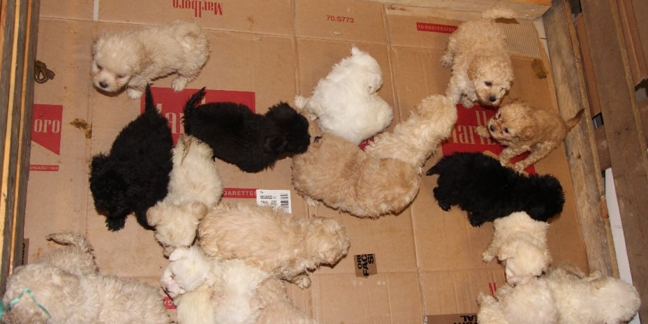 Kapıkule’de 23 Adet Yavru Köpek Ele Geçirildi
