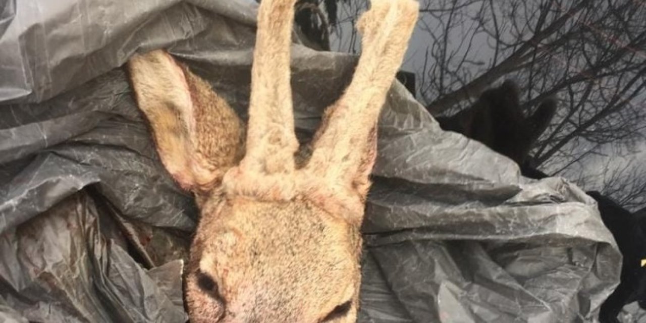 Avladıkları Karacayı Parçalayan 2 Kişiye 7 Bin 444 Lira Ceza