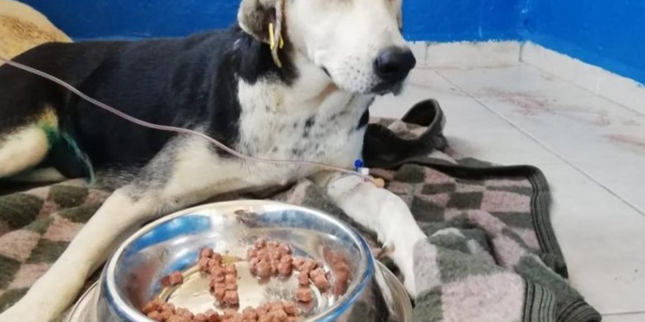 Kendisi Kurtuldu Yavruları Kurtarılamadı