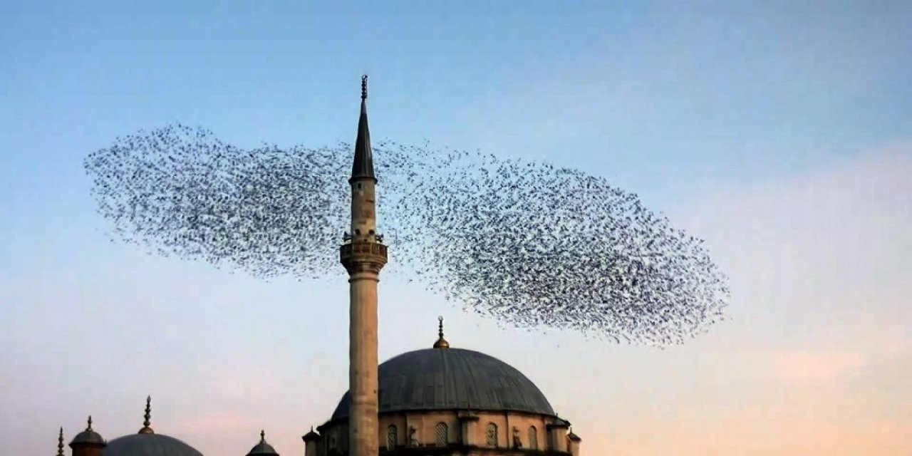 Sığırcık Kuşlarının Görsel Şöleni