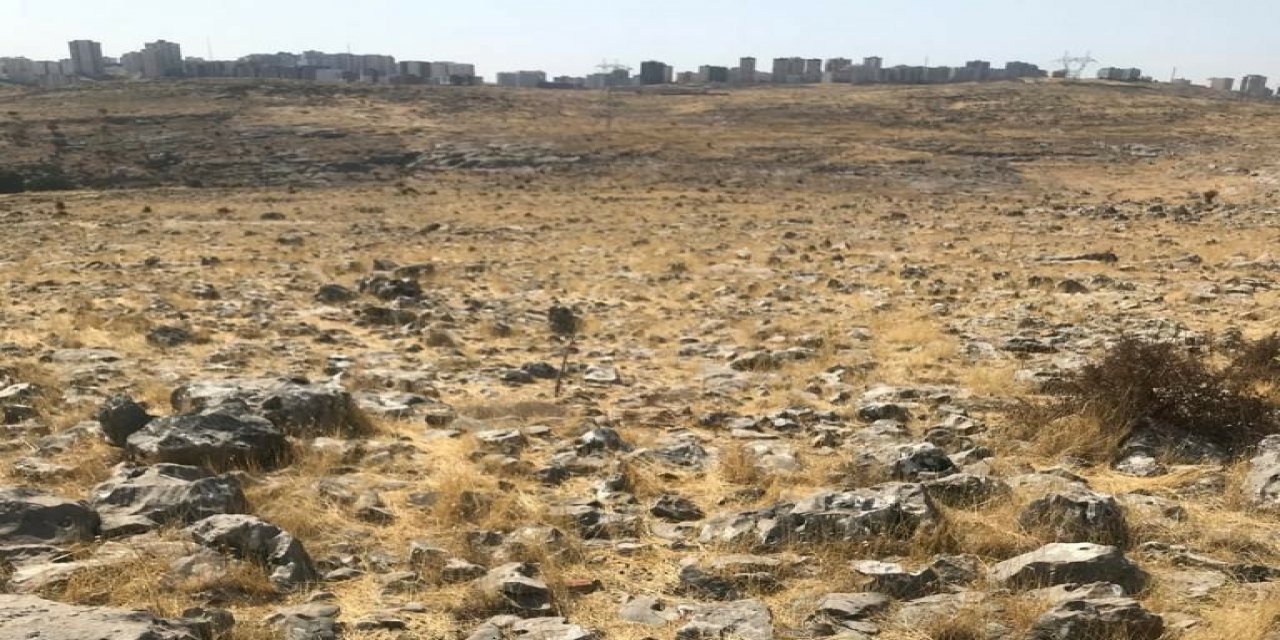Mardin’de 15 Lavanta Bahçesi İçin Tarım Alanı Oluşturuldu