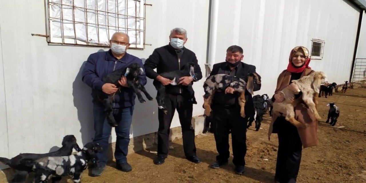 Kilis Keçisi Markalaşıyor