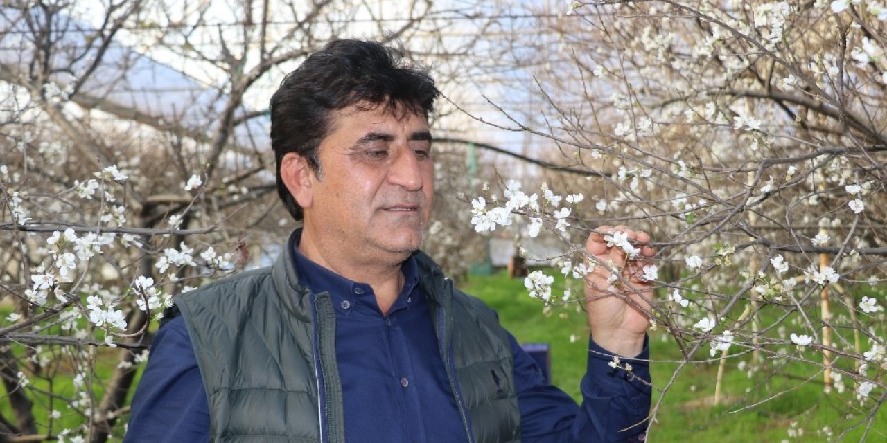 İ̇lk Hasatta Eriğin Kilosu Çeyrek Altını Geçecek