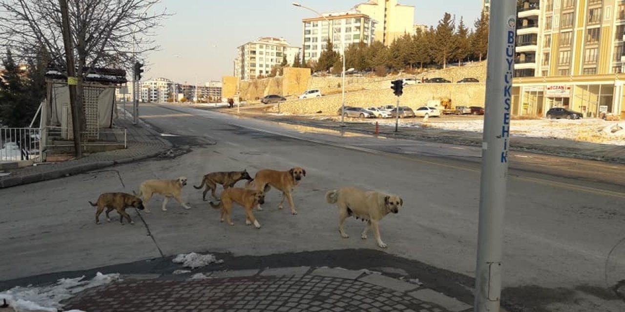 Kadın, Köpeklerin Saldırısında Yaralandı