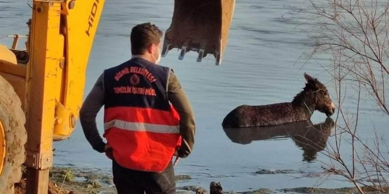 Bismil’de Bataklığa Saplanan Eşek Belediye Ekiplerince Kurtarıldı