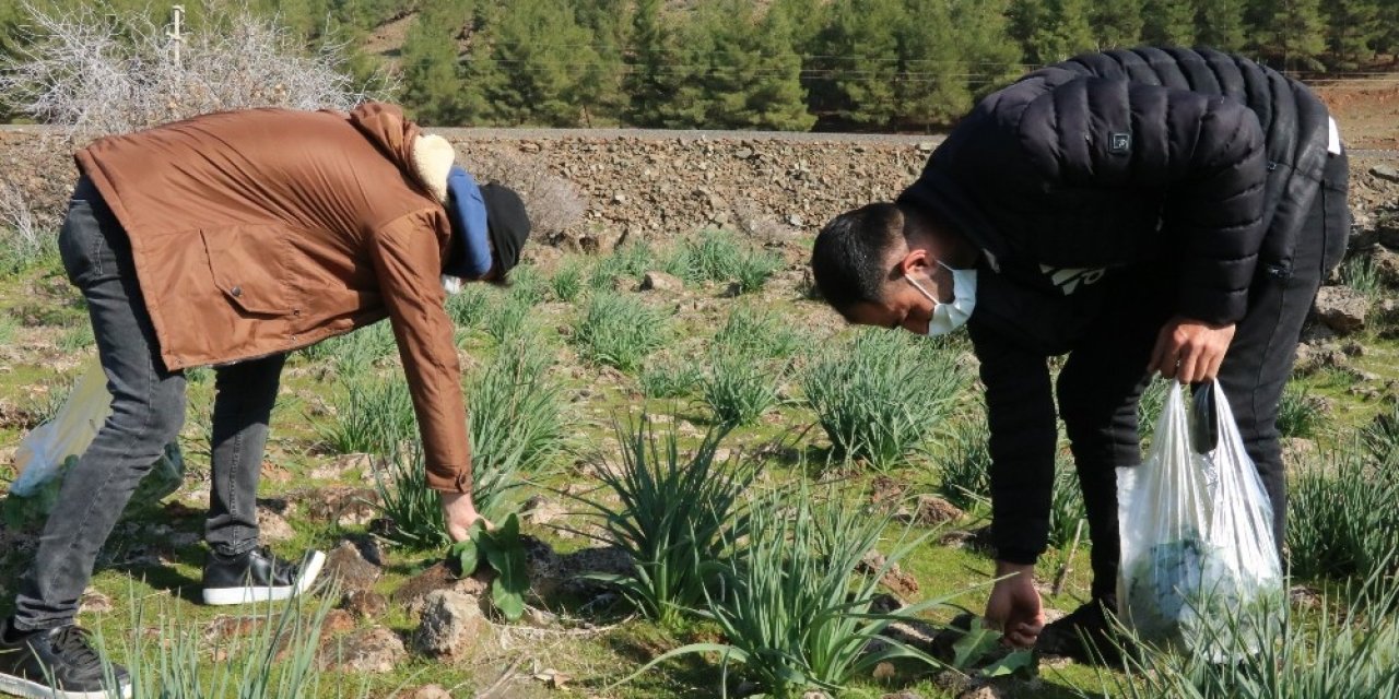 Taşların Altında Yetişiyor Toplamak İçin Vatandaşlar Akın Ediyor