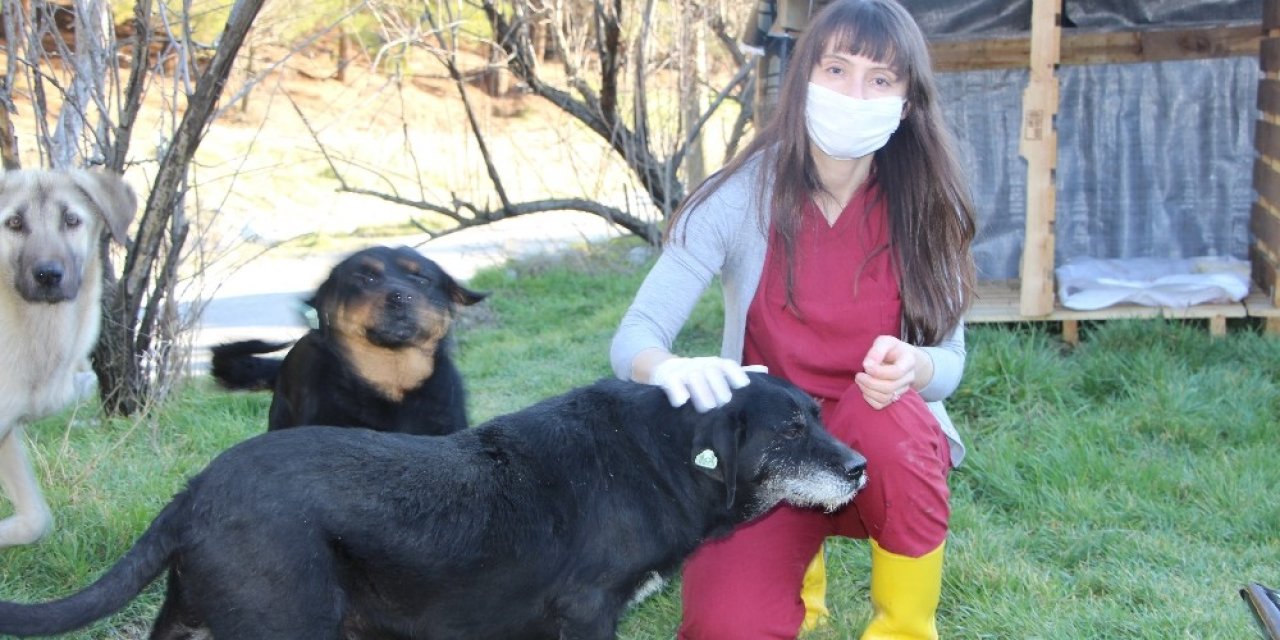 Sokak Köpekleri Kadın Doktorun Yolunu Dört Gözle Bekliyor