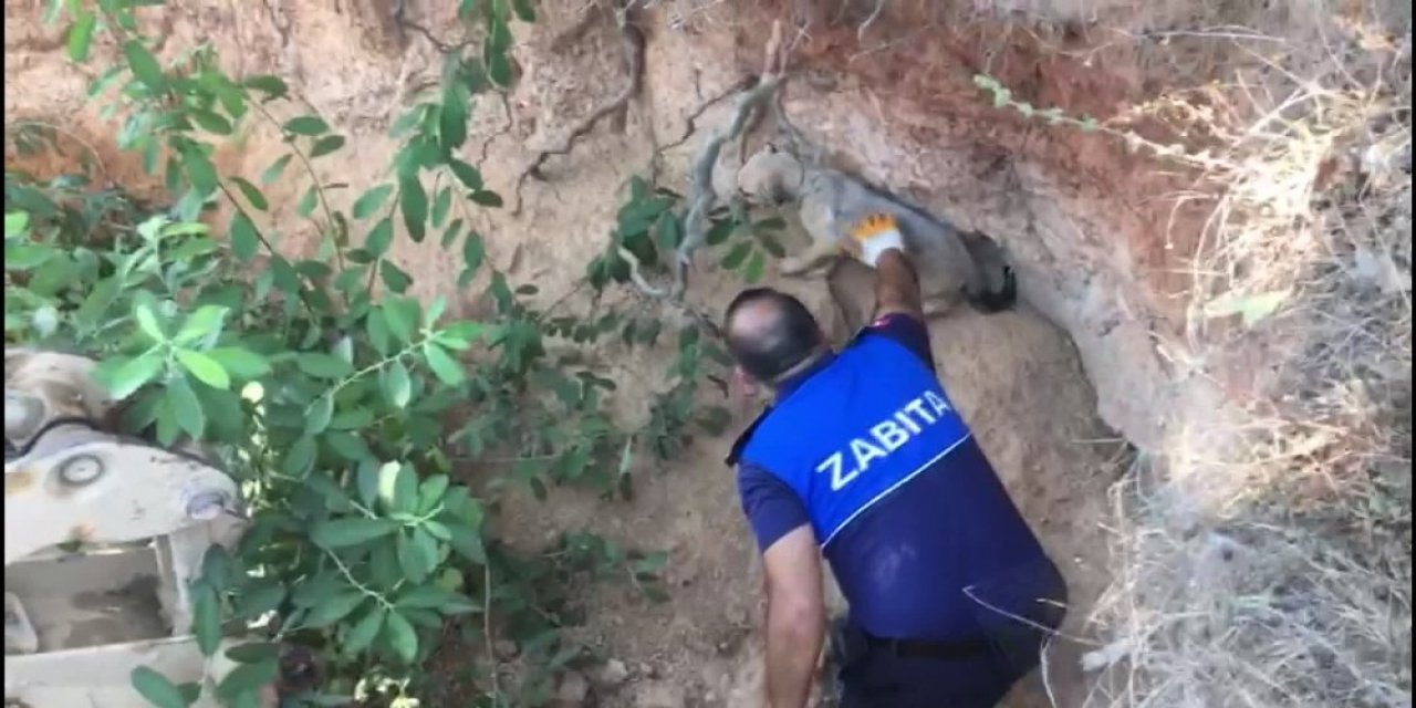 Kaçak Define Arama Çukuruna Düşen Köpek Kurtarıldı