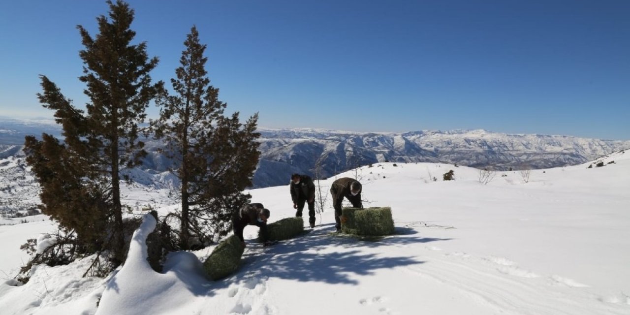 Tunceli’de Yaban Hayvanları İçin Doğaya 2 Ton Yem Bırakıldı