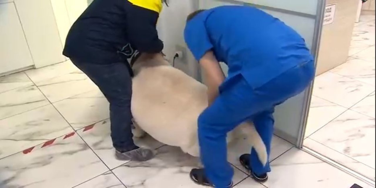Rusya’da 87 Kiloluk Köpek Rehabilitasyona Alındı