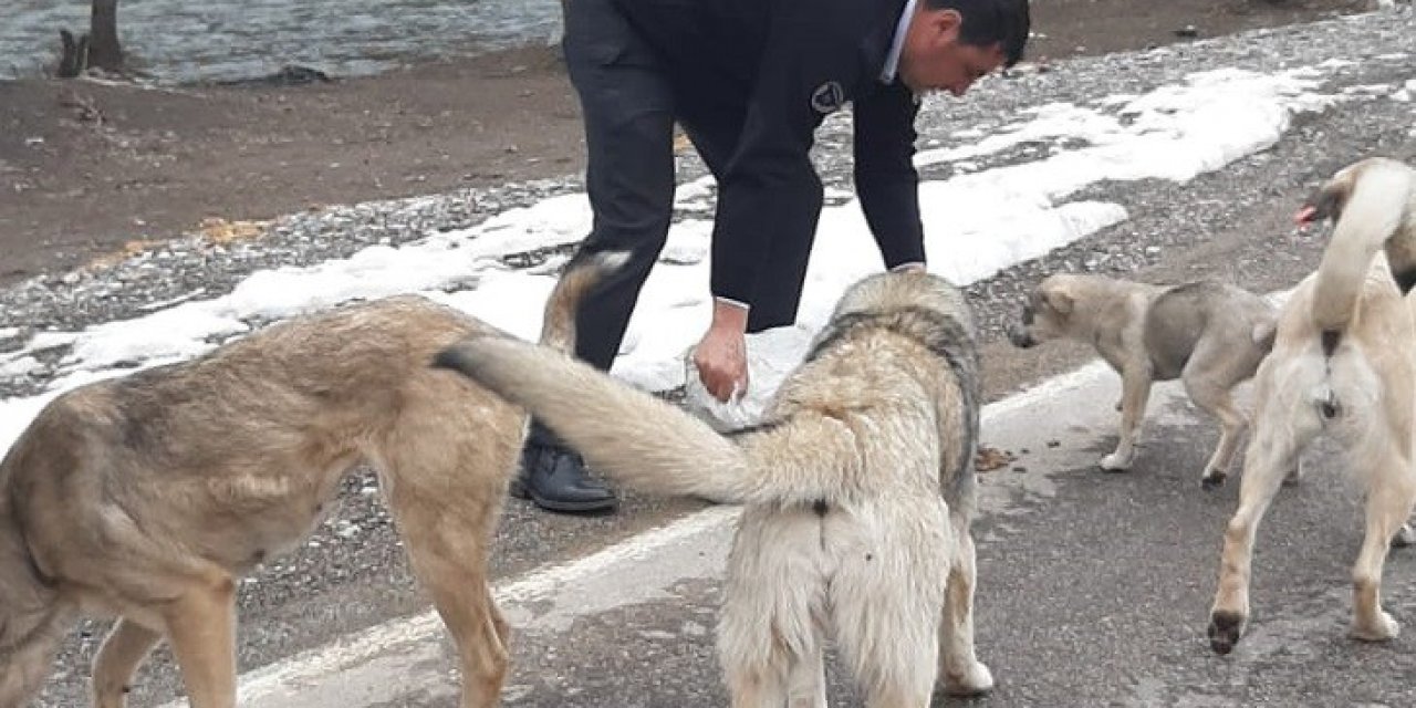 Tuncelili Gurbetçilerden Sokak Hayvanlarına Mama Desteği