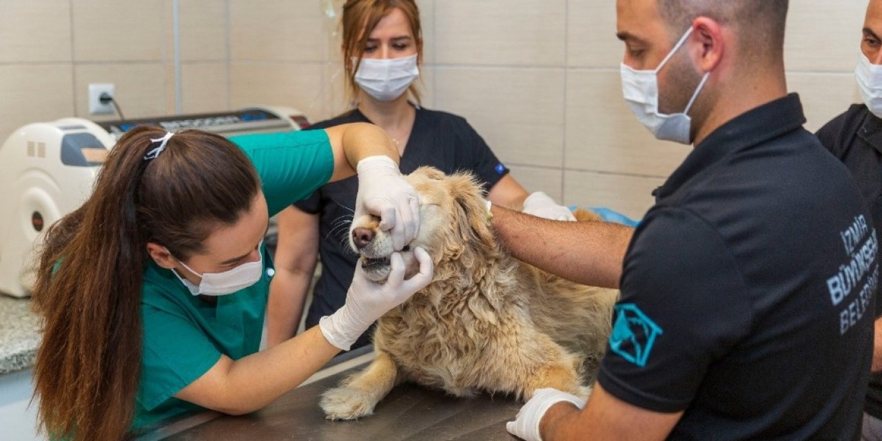 Kısırlaştırılan Kedi-köpek Sayısı İki Katına Çıktı