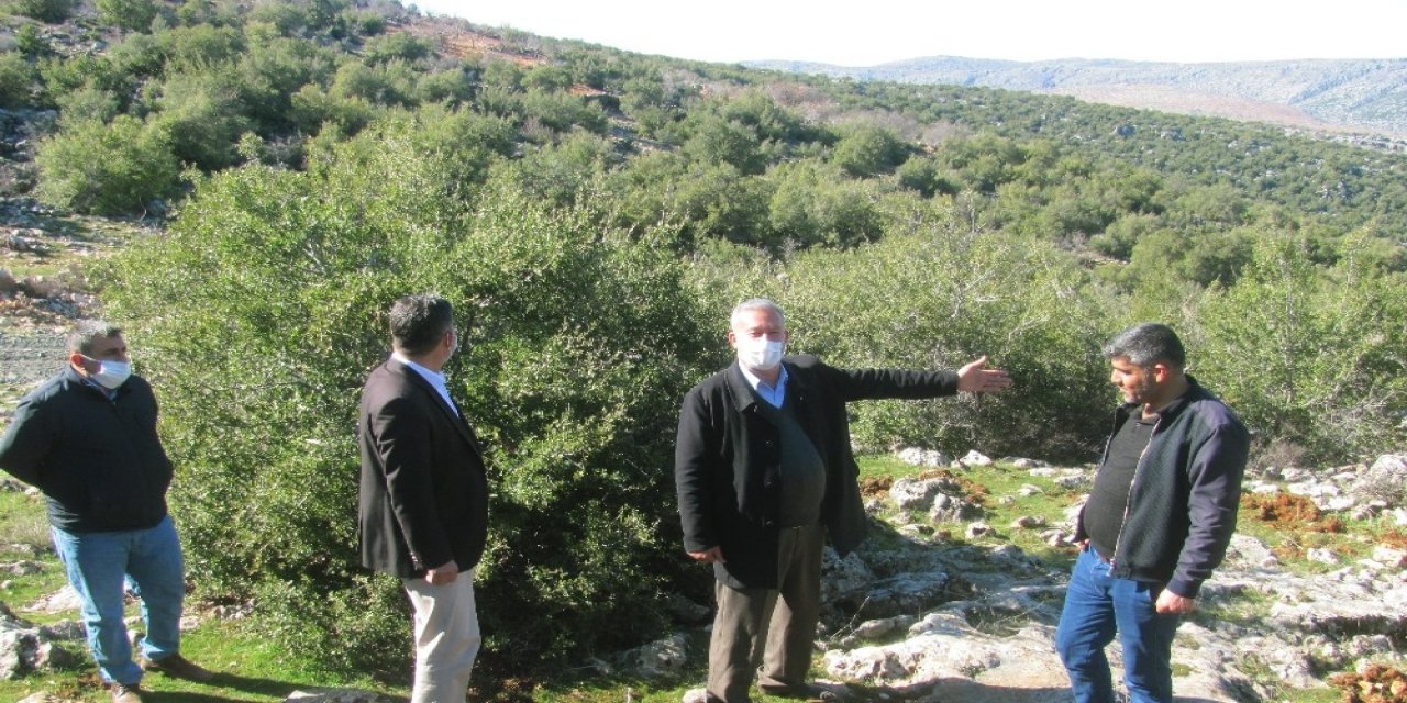 850 Dönümlük Meşe Ormanı İçin İtfaiye Yolu Talebi