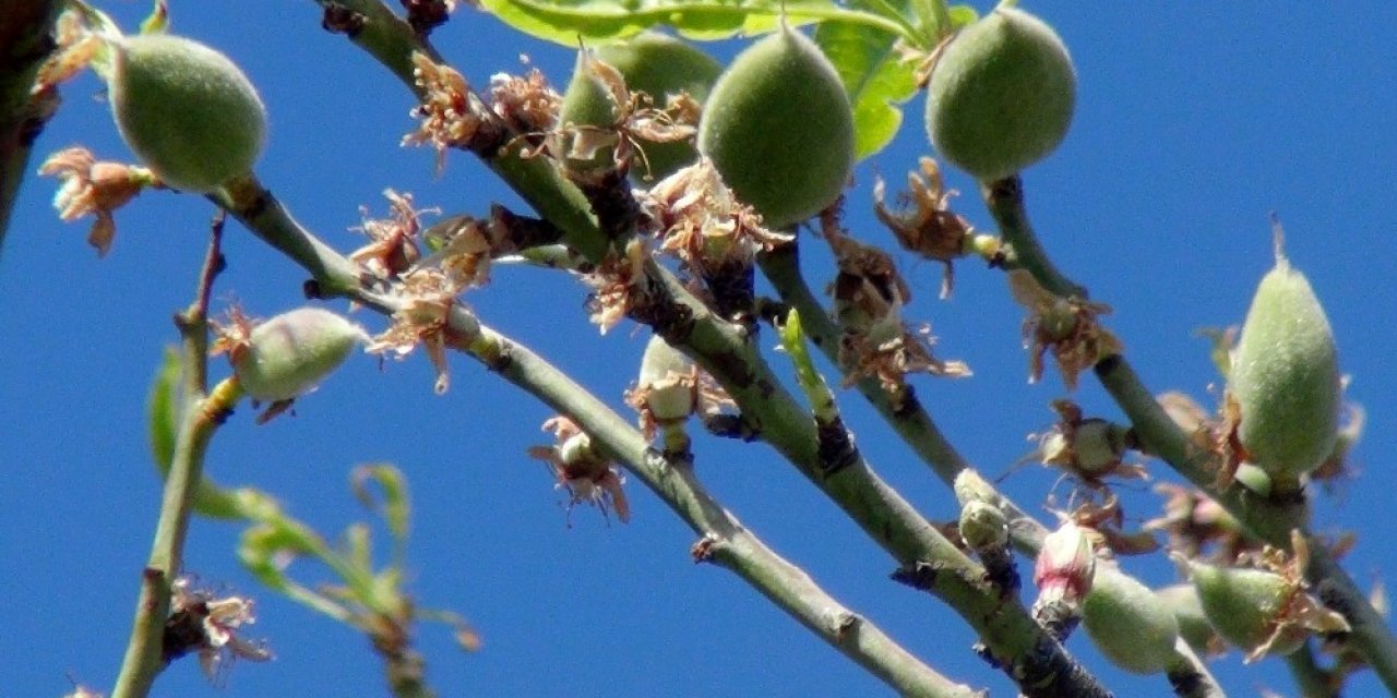 Çağla-badem Hasadı Başlıyor