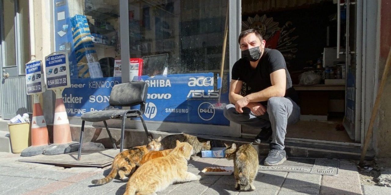 Hisarcıklı Esnaf Onlarca Kediyi Besliyor