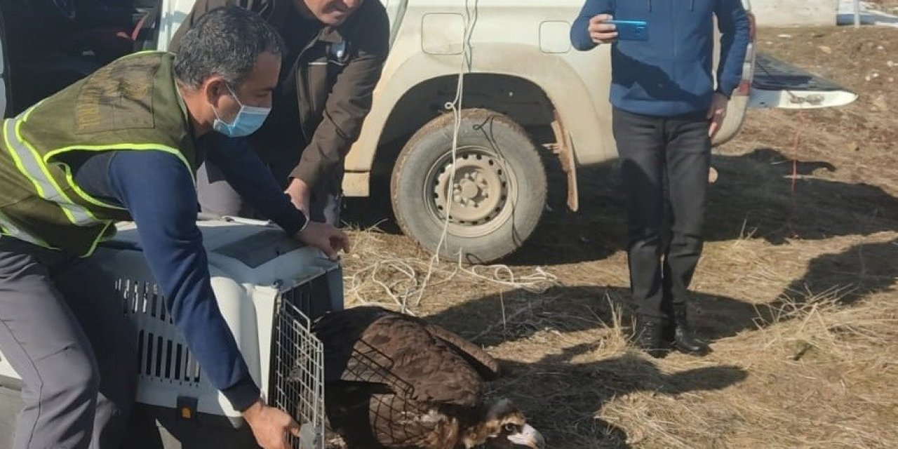 Kara Akbaba Bakım Ve Tedavisinin Ardından Doğaya Salındı