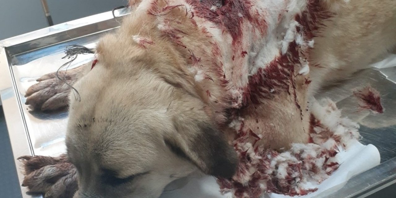 Havran’da Bekçi Köpeğini Tüfekle Vurdular