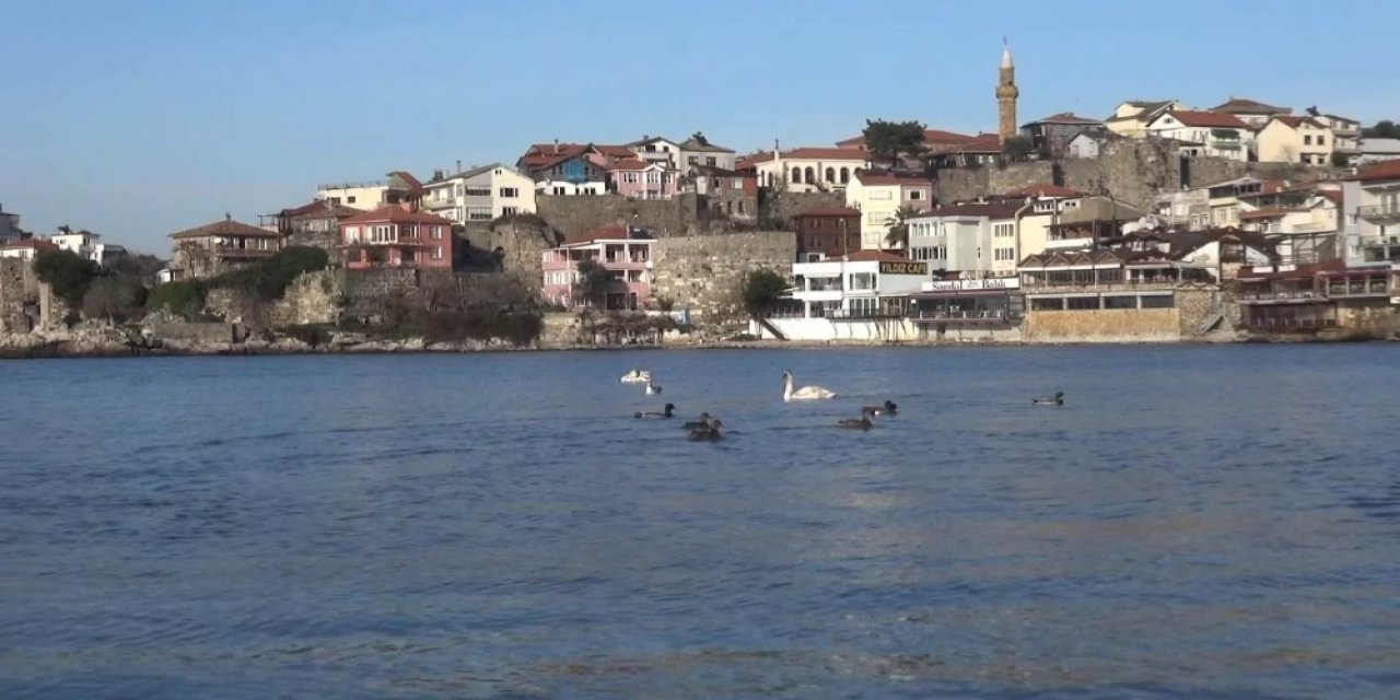 Kuğu Ve Ördekler Amasra’da Renkli Görüntüler Oluşturdu