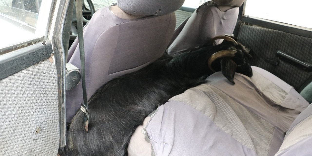 Çalınan Hayvan Koltukların Arasından Çıktı