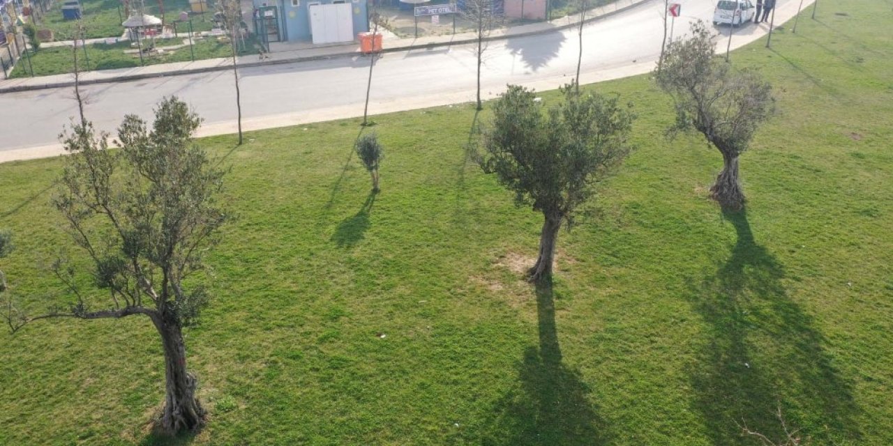 Kocaeli’ne 15 Yılda 100 Bin Zeytin Fidanı Dikildi