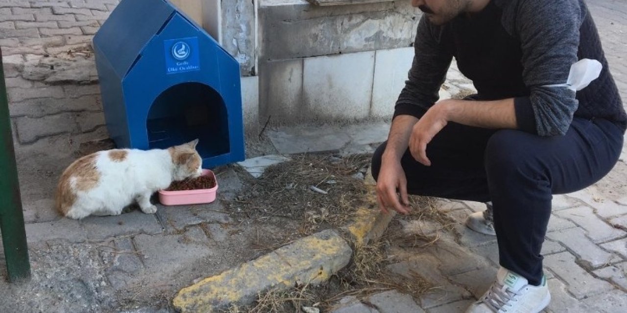 Sokak Hayvanları İçin Barınak