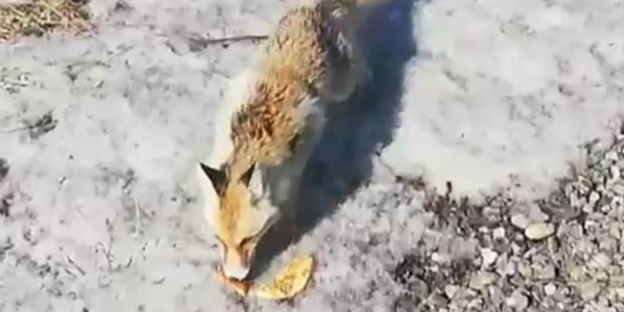 Tilki'yi evladı gibi besleyip babası gibi seslendi
