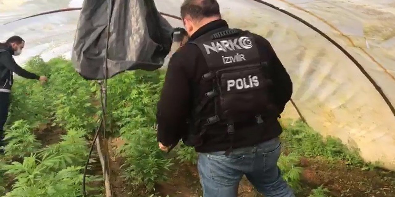 İ̇zmir’de Uyuşturucu Operasyonu: 663 Kök Hint Keneviri Ele Geçirildi