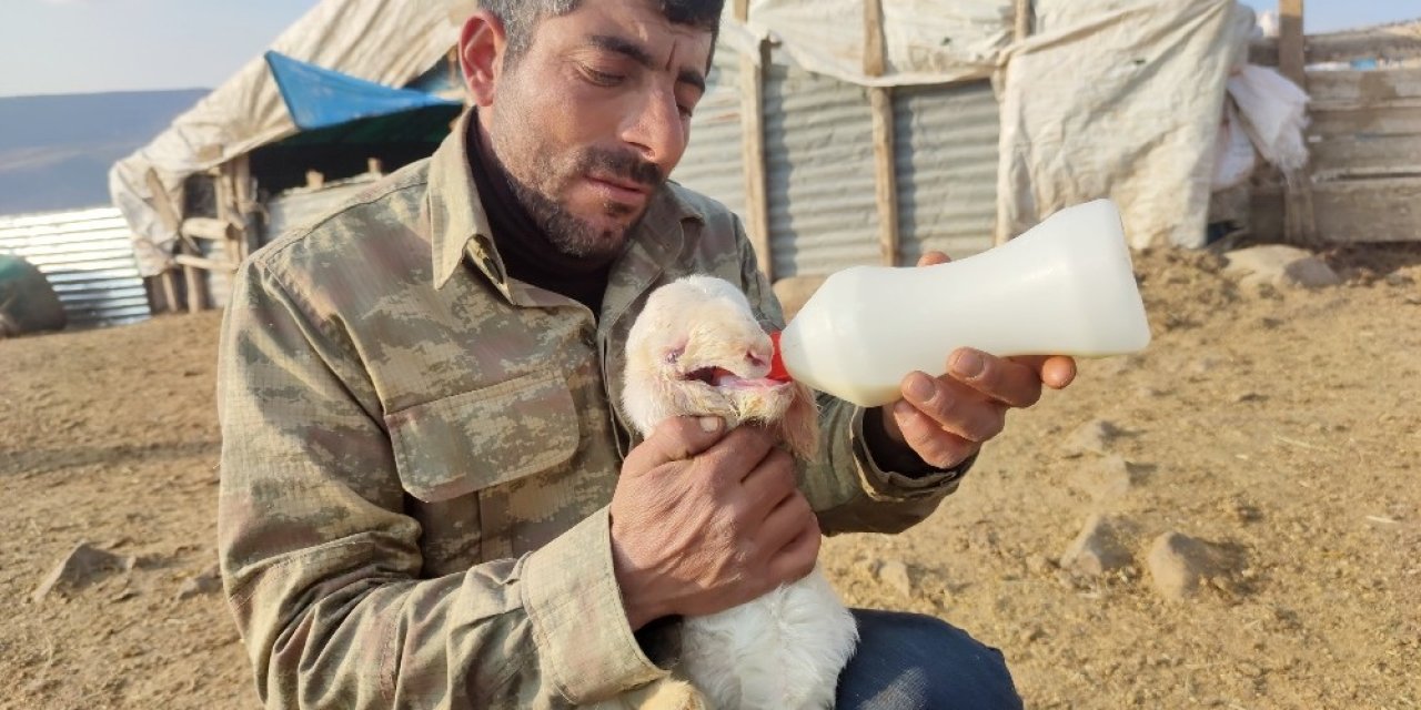 Ağzı Kulağına Kadar Açık Kuzu Doğdu, Biberonla Beslenmeye Başladı