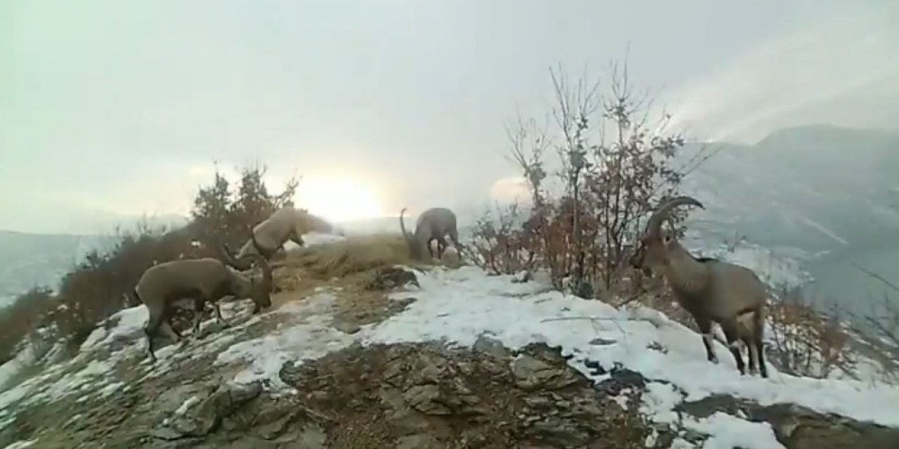 Doğaya Bırakılan Yemleri Yiyen Yaban Keçileri Ve Kuşlar Görüntülendi