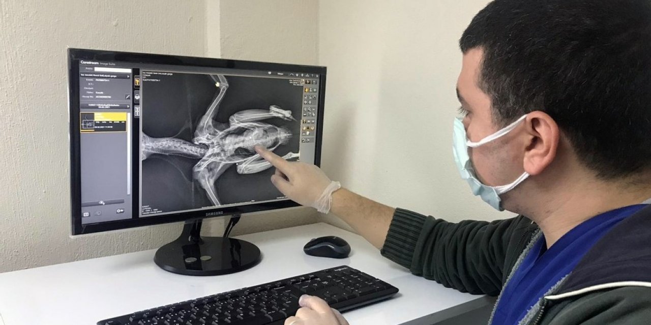 Yaralı Kargaya Cerrahi Operasyon