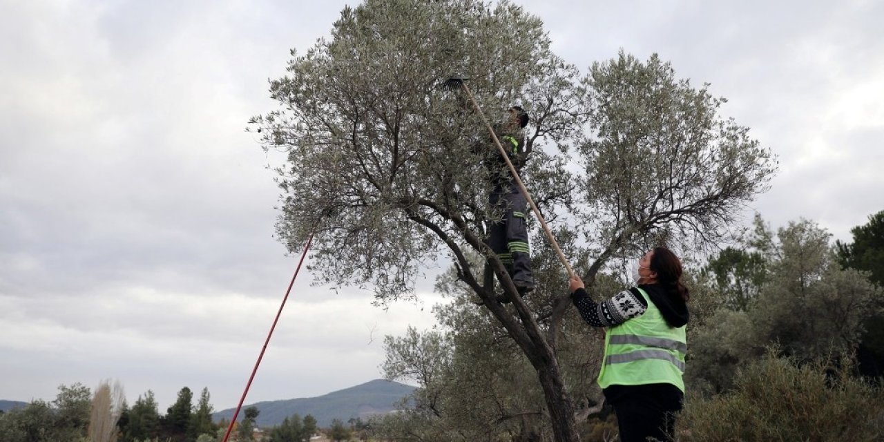 Soğuk Sıkım Zeytinyağı Aşevinde Değerlendirilecek