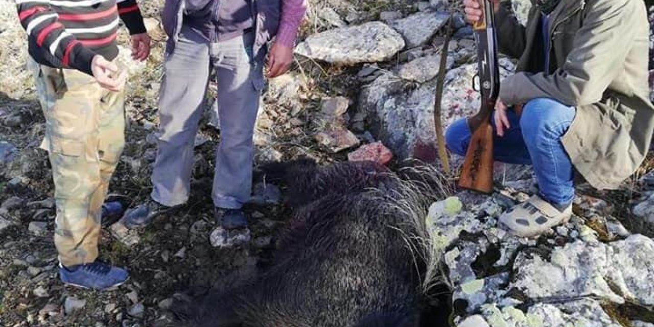Tarım Arazilerine Zarar Domuzlar Öldürüldü