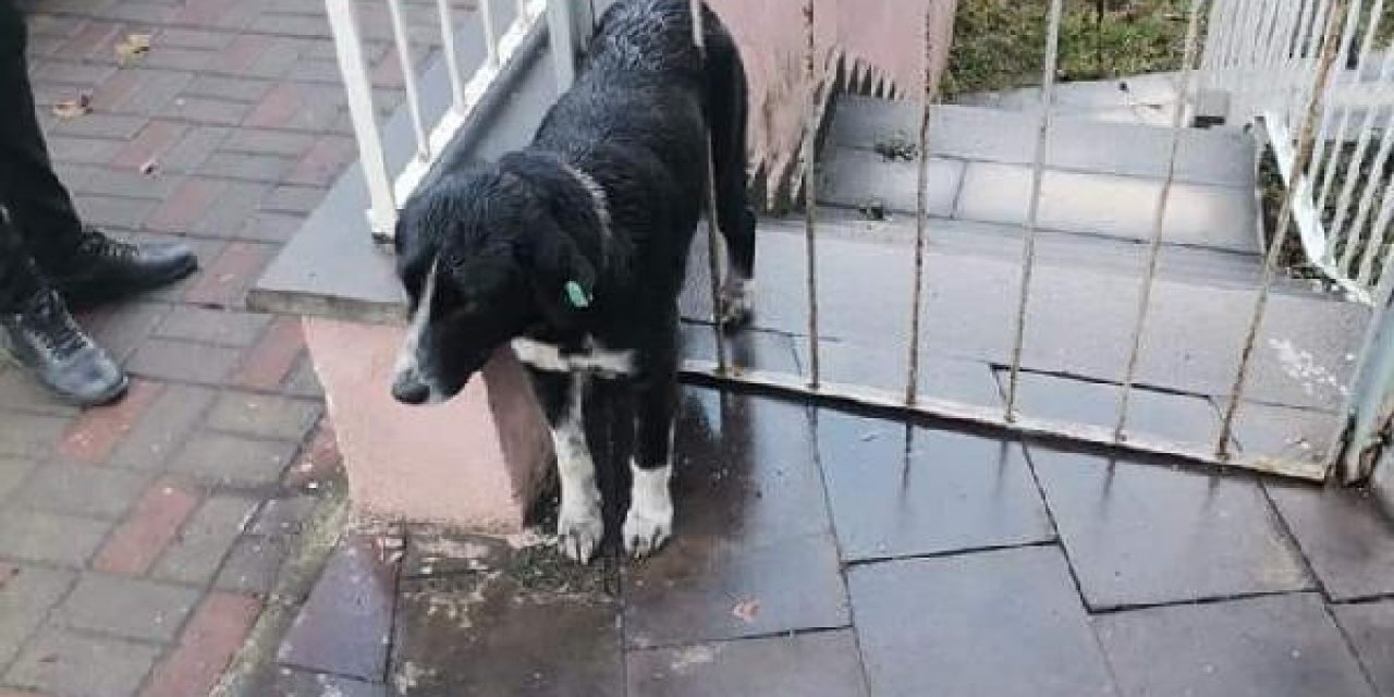 Demir Parmaklıklı Kapıya Sıkışan Köpeği Ekipleri Kurtardı